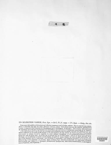 Sclerotinia sclerotiorum image